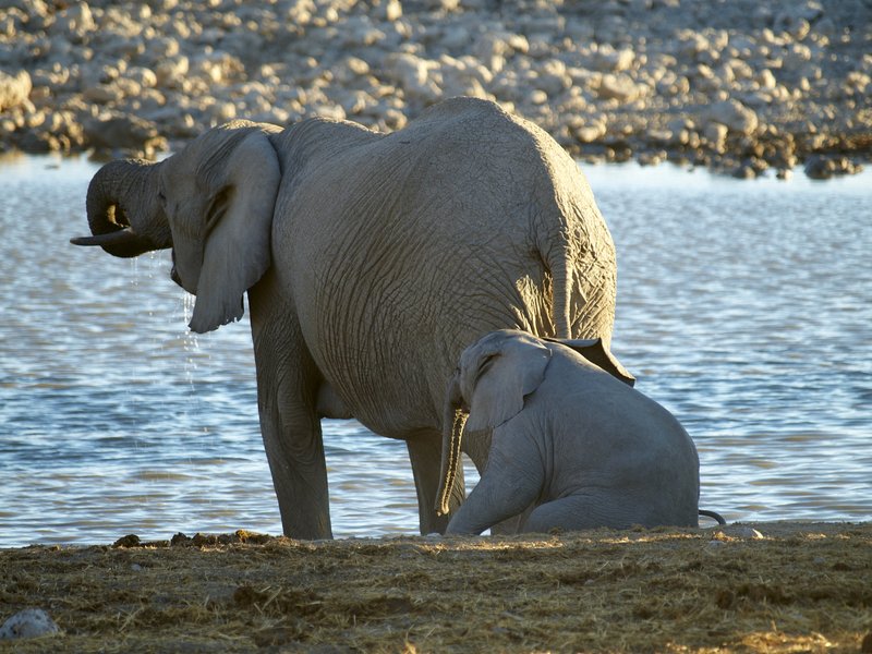 Elephant, Etosha National Park,
        Okaukuejo